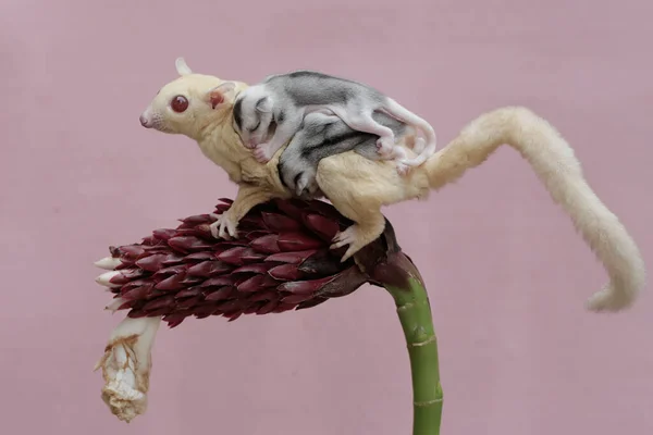 stock image An albino sugar glider mother was looking for food at the Cheilocostus speciosus flower while holding her two babies. This mammal has the scientific name Petaurus breviceps.