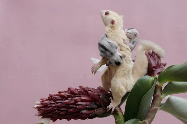 アルビノの砂糖グライダーの母親は 2人の赤ん坊を抱えている間 チロコスタスの特別な花で食べ物を探していました この哺乳類の学名はPetaurus Brevicepsです — ストック写真