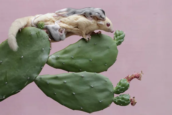 Een Moeder Albino Suikerzweefvliegtuig Zoek Naar Voedsel Een Bloeiende Cactus — Stockfoto
