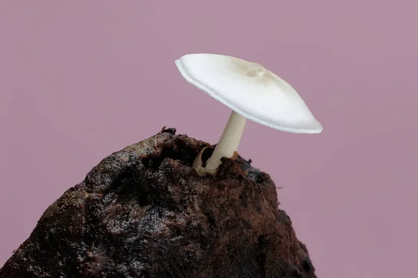 White Mushroom Grows Wild Rotten Banana Tree Trunks Spore Plant — Stock Photo, Image