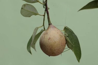 Uzun bacaklı bir çekirge, genç bir hindistan cevizi (Myristica parfümleri) içinde yiyecek arar. Bu böceğin bilimsel adı Mecopoda nipponensis..