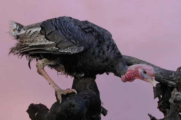 The dashing and muscular face of a male turkey. This animal commonly cultivated by humans has the scientific name Meleagris gallopavo.