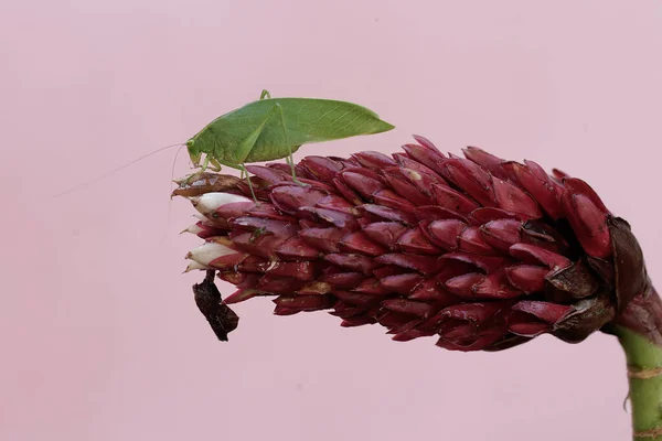 Dlouhonohý Kobylka Jedí Chellocostus Speciosus Květiny Tento Hmyz Vědecké Jméno — Stock fotografie
