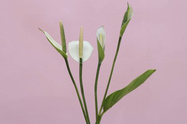 Saf beyaz barış çiçeğinin güzelliği. Bu bitkinin bilimsel adı Spathiphyllum Wallisii..