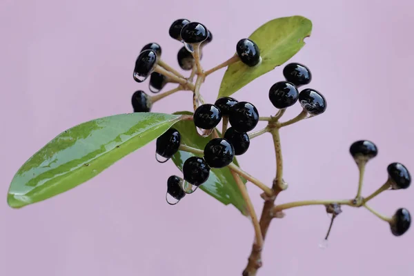 Die Schönheit Einer Reihe Reifer Schuhbutton Früchte Diese Pflanze Deren — Stockfoto