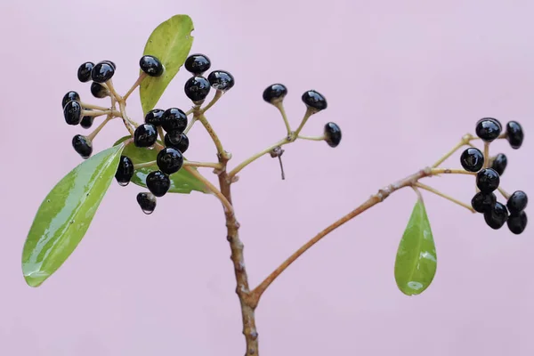 Die Schönheit Einer Reihe Reifer Schuhbutton Früchte Diese Pflanze Deren — Stockfoto
