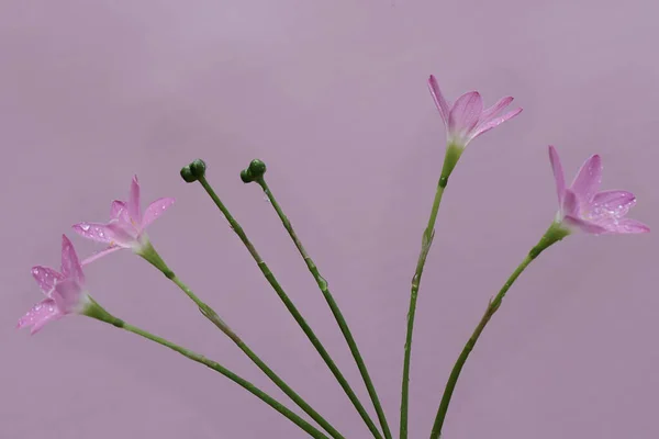 이슬로 오르는 아름다움 분홍색 꽃에는 과학적 Zephyranthes Minuta 있습니다 — 스톡 사진