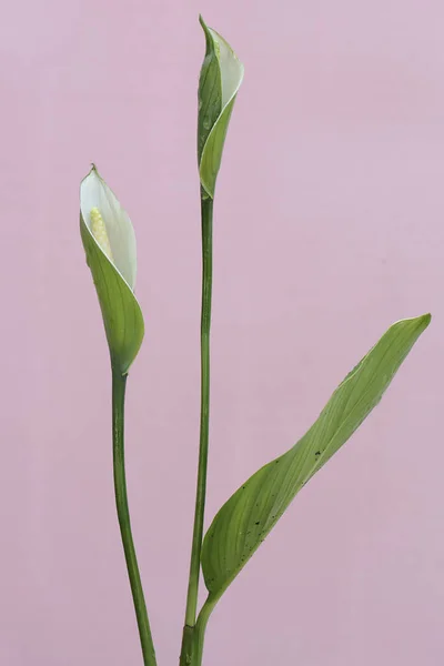 Schoonheid Van Zuivere Witte Vrede Lelie Bloem Deze Plant Heeft — Stockfoto