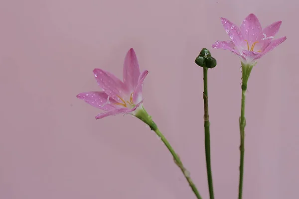 이슬로 오르는 아름다움 분홍색 꽃에는 과학적 Zephyranthes Minuta 있습니다 — 스톡 사진
