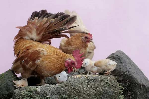 Een Kip Een Haan Foerageren Met Een Aantal Kuikens Een — Stockfoto