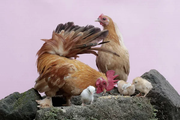 Курица Петух Кормятся Несколькими Цыплятами Земле Покрытой Мхом Животные Выращиваемые — стоковое фото