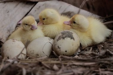 Yumurtadan yeni çıkmış üç yavru muscovy ördeği yuvalarında dinleniyor. Bu ördeğin bilimsel adı Cairina Moschata..