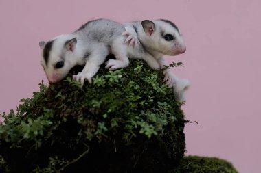 İki bebek planör yosun kaplı bir kayanın üzerinde dinleniyor. Bu keseli memelinin bilimsel adı Petaurus Breviceps..