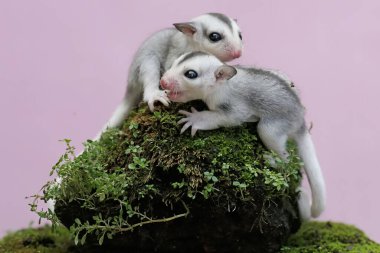 İki bebek planör yosun kaplı bir kayanın üzerinde dinleniyor. Bu keseli memelinin bilimsel adı Petaurus Breviceps..