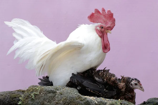 Hen Rooster Ready Mate Rock Overgrown Moss Animals Cultivated Meat — Stock Photo, Image