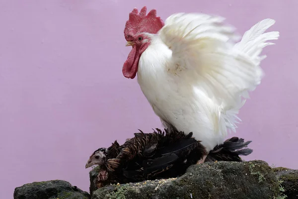Курица Петух Готовы Спариваться Скале Заросшей Мхом Животные Выращиваемые Мяса — стоковое фото