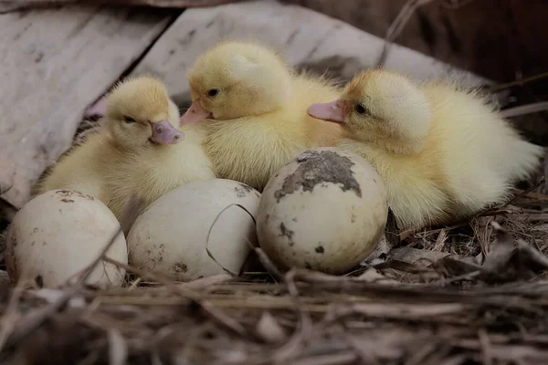 Three Newly Hatched Baby Muscovy Ducks Resting Nest Duck Has — Stock Photo, Image