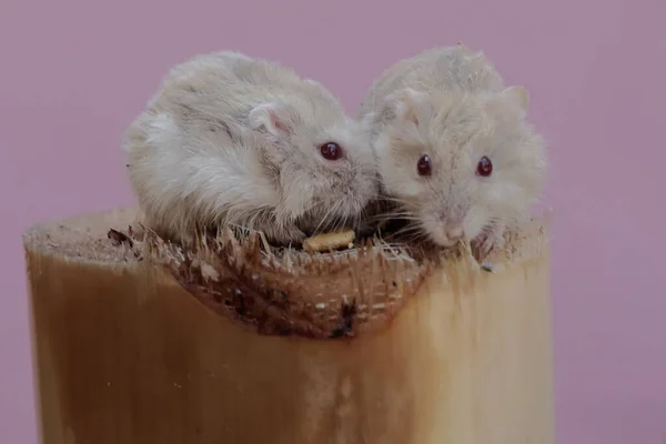 Dois Hamster Anão Campbell Comer Tronco Bananeira Este Roedor Tem — Fotografia de Stock