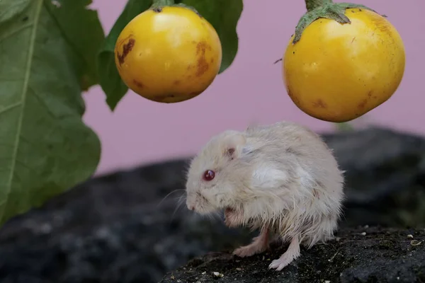 A Campbell dwarf hamster eating a yellow eggplant. This rodent has the scientific name Phodopus campbelli.