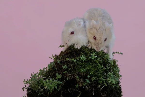 stock image Two Campbell dwarf hamster is looking for food on a rock overgrown with moss. This rodent has the scientific name Phodopus campbelli.