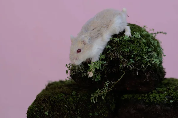A Campbell dwarf hamster is looking for food on a rock overgrown with moss. This rodent has the scientific name Phodopus campbelli.