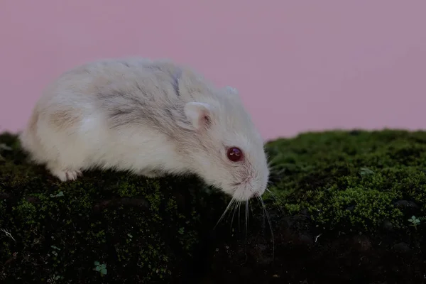 A Campbell dwarf hamster is looking for food on a rock overgrown with moss. This rodent has the scientific name Phodopus campbelli.