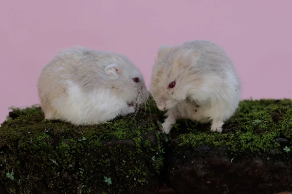 两只坎贝尔矮仓鼠在一片长满苔藓的岩石上觅食 这种啮齿动物的学名是Phodopus Campbelli — 图库照片
