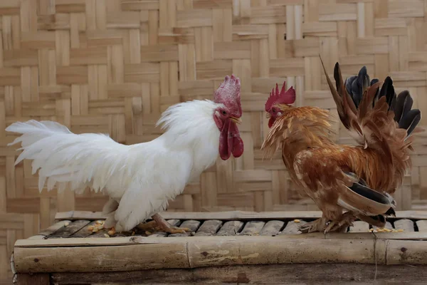 Two adult roosters fight for territory. Animals that are cultivated for their meat have the scientific name Gallus gallus domesticus.