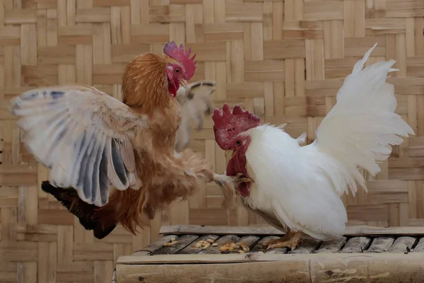 Két Felnőtt Kakas Harcol Területért Húsukért Tenyésztett Állatok Tudományos Neve — Stock Fotó