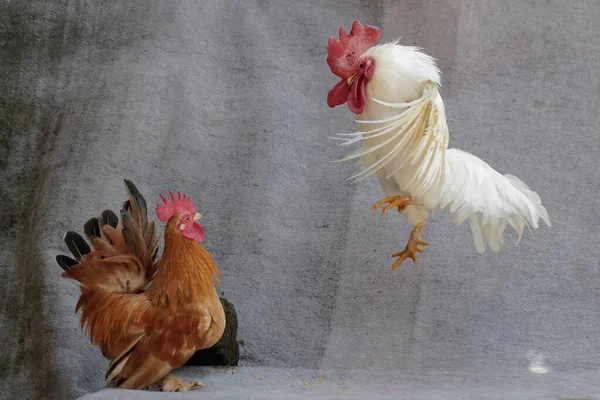 Two adult roosters fight for territory. Animals that are cultivated for their meat have the scientific name Gallus gallus domesticus.