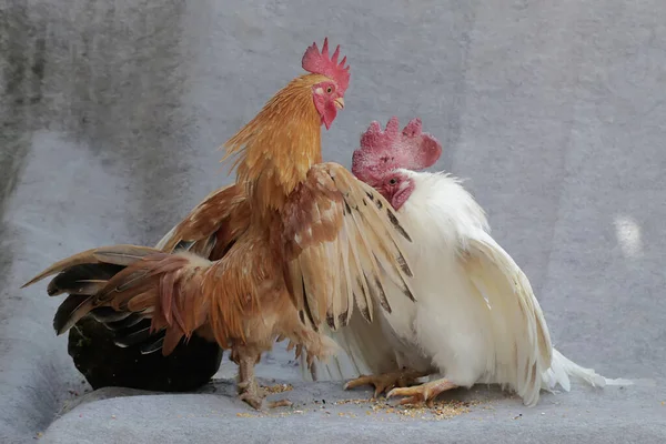 Dos Gallos Adultos Luchan Por Territorio Los Animales Que Cultivan — Foto de Stock