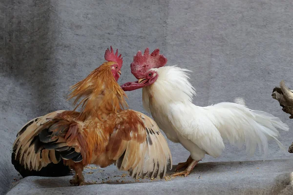 Δύο Ενήλικοι Κόκορες Μάχονται Για Την Περιοχή Ζώα Που Καλλιεργούνται — Φωτογραφία Αρχείου