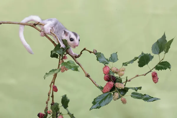 Young Sugar Glider Looking Food Fruit Strewn Branch Red Mulberry — Stock Photo, Image