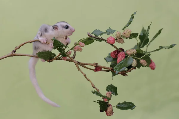 Young Sugar Glider Looking Food Fruit Strewn Branch Red Mulberry — Stock Photo, Image