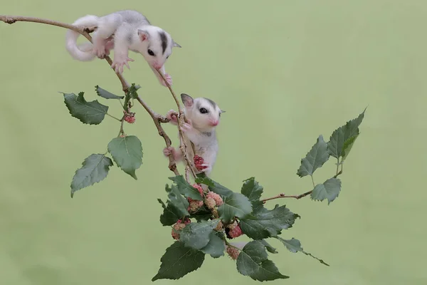 两只年轻的滑翔机正在一棵红色桑树枝头上觅食 枝头覆满了水果 这种有袋哺乳动物有一个科学的名字叫 牛尾龙 — 图库照片