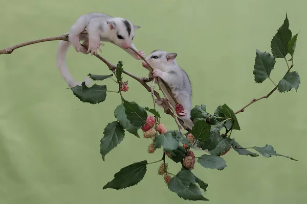 Δύο Νεαρά Ανεμόπτερα Ζάχαρης Αναζητούν Τροφή Ένα Κλαδί Δέντρου Κόκκινα — Φωτογραφία Αρχείου