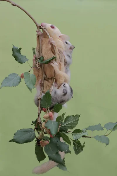 アルビノの砂糖グライダーの母親は 赤い桑の木の枝に果物で覆われた食べ物を探していました この哺乳類の学名はPetaurus Brevicepsです — ストック写真