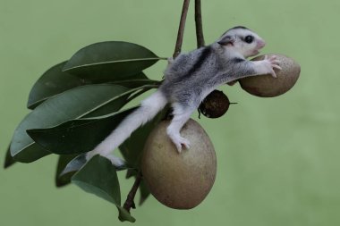 Genç bir şeker planörü meyveli bir sapodilla ağacı (Manilkara zapota L) üzerinde yiyecek arar. Bu keseli memelinin bilimsel adı Petaurus Breviceps..