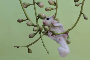 Genç bir planör çalılıklarda yiyecek arıyor. Bu keseli memelinin bilimsel adı Petaurus Breviceps..