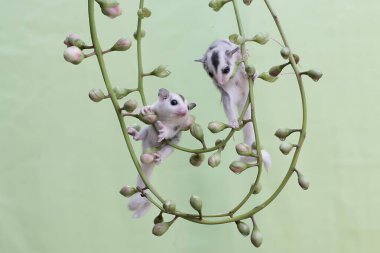 İki genç planör çalılıklarda yiyecek arıyor. Bu keseli memelinin bilimsel adı Petaurus Breviceps..