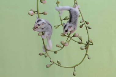 Genç bir planör çalılıklarda yiyecek arıyor. Bu keseli memelinin bilimsel adı Petaurus Breviceps..