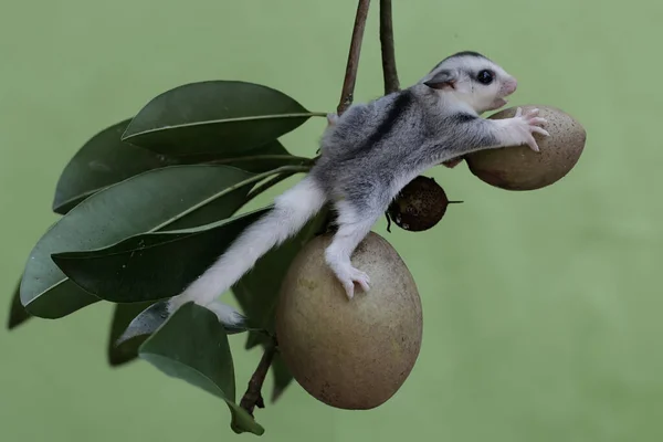 stock image A young sugar glider is foraging on a fruiting sapodilla tree (Manilkara zapota L). This marsupial mammal has the scientific name Petaurus breviceps.