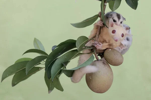 Uma Mãe Albina Planadora Açúcar Estava Procura Comida Uma Árvore — Fotografia de Stock