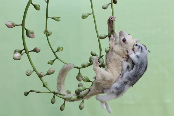 Stock image An albino sugar glider mother was looking for food in the bushes while holding her two babies. This mammal has the scientific name Petaurus breviceps.