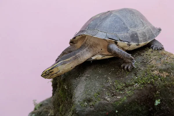一只Amboina Box Turtle或Southeast Asian Box Turtle正在河边的岩石上筑巢 这种带壳爬行动物的学名叫做孔雀鱼 — 图库照片