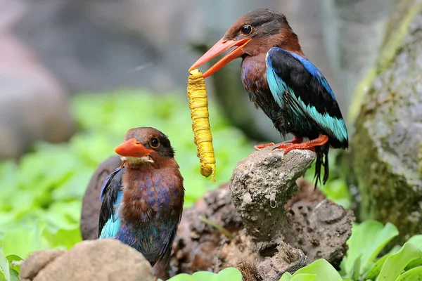Two Javan Kingfisher Perched Rotten Wood Bush Carnivorous Bird Has — Zdjęcie stockowe
