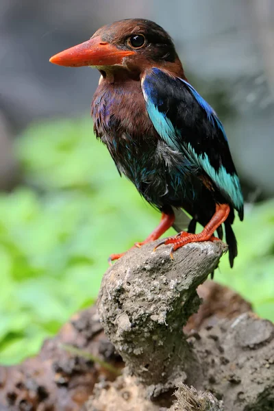 Javan Kingfisher Prowls Bushes Prey Carnivorous Bird Has Scientific Name — Stock Photo, Image