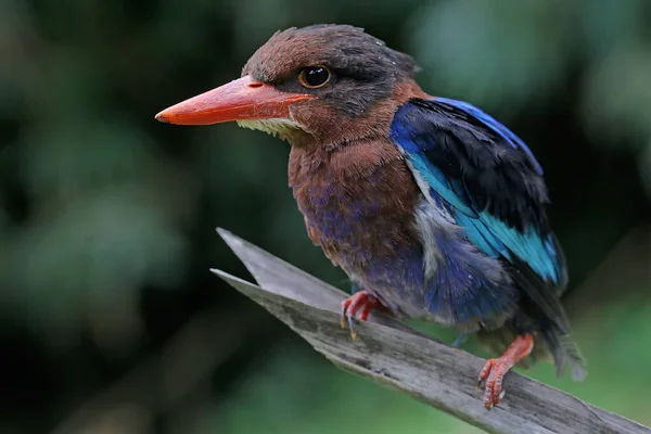 Zimorodka Jawajskiego Grasuje Krzakach Dla Zdobyczy Ten Mięsożerny Ptak Naukowe — Zdjęcie stockowe
