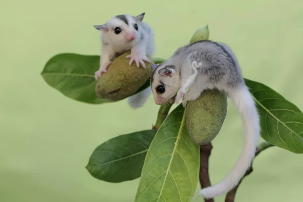 Dwóch Młodych Cukrowników Szuka Pożywienia Gałązce Drzewa Jackfruit Pokrytej Młodymi — Zdjęcie stockowe