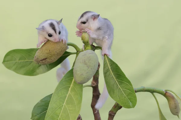 Δύο Νεαρά Ανεμόπτερα Ψάχνουν Για Τροφή Ένα Κλαδί Καρποφόρων Δέντρων — Φωτογραφία Αρχείου